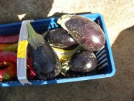 Zestaw Bakłażanów 5 odmian Bakłażan Oberżyna Nasiona