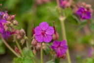 BODZISZEK KORZENIASTY "BEVAN'S VARIETY" sadzonka