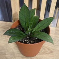 hoya crassipetiolata ze zdjęcia, młoda roślina