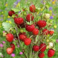 POZIOMKA CAŁOROCZNA REGINA GIGANT W DONICZCE DUZA SADZONKA poziomki