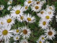 Przymiotno - Erigeron pulchellus