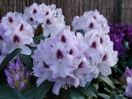 RÓŻANECZNIK 'Calsap' | BIAŁO-LILOWY Z FIOLETOWYM AKCENTEM | RHODODENDRON