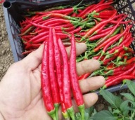 Papryka Chili Dogba Królowa Chili z Indii bardzo ostra nasiona