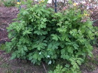 GLISTNIK JASKÓŁCZE ZIELE NA KURZAJKI 250g susz