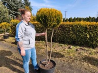 Cyprysik cięty w kulę na pniu nr 3