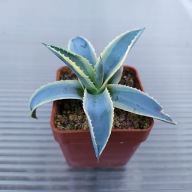 *KAKTUSY* AGAVE CORNELIUS