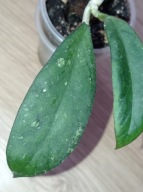 Hoya Hoja NO ID sp. BORNEO ukorzeniona