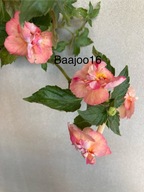 Achimenes Giselle - kłącze