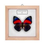 Motyl w gablotce Agrias hybryda 3