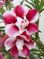 RÓŻA PUSTYNI ADENIUM BONDYRED NASIONA