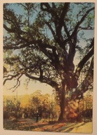 ZAGNAŃSK. Legendarny dąb "Bartek" ( ok. 1200 lat )