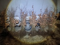 Sadzonki Dębu 130 cm 160 cm. Pakiet 10 sztuk.