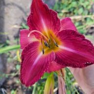 Liliowiec Fuksja intensywny róż.