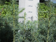 Jodła Jednobarwna Kalifornijska