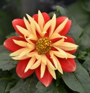Dahlia x hortensis Dalia Lubega Specjal Orange Bicolor