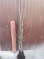 GRUSZA BONKRETA WILLIAMSA 150 cm - 180 cm. Pakiet 5 sztuk