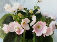 Fiołek afrykański @cięty liść @EK-Snezhnyye Fonariki @ standard