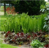 Paproć ogrodowa wys. 20 cm sadzonka bez pojemnika pod drzewa zadarniająca