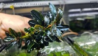 Bucephalandra sp. Dark Green Wawy kolekcja od fibell