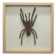 Pająk w gablotce Haplopelma Minax