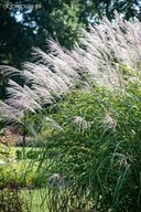 Miskant Silberfeder P9