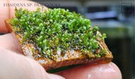 Fissidens sp. Hougouke 15 gałązek od fibell