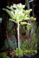 Jodła koreańska pagodowa karłowa pienna inna