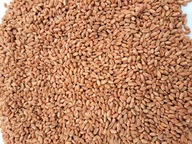 Pszenżyto paszowe 25kg - wielki__Brat