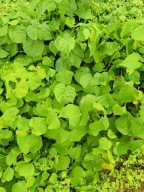 Lipa drobnolistna 70 cm - 100 cm.