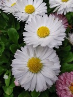 Stokrotka Biała KWITNIE CAŁE LATO Ładne Sadzonki P8 w doniczce miododajna