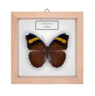 Motyl w gablotce Euphaedra harpalyce