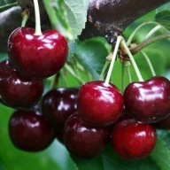 Czereśnia VAN – duże owoce, wyśmienita w smaku, deserowa