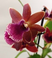 storczyk zygopetalum pachnie