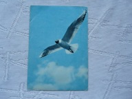 MEWA PIECZĄTKA Z ZOO CHORZÓW