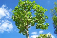 Klon kulisty zielony szczepiony stary okaz inny