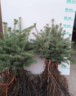 Jodła kaukaska 40 cm 50 cm pakiet 10 sztuk.