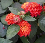 Lantana camara Evita Red CYTRYNOWY ZAPACH