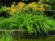 liliowiec rdzawy sadzonka w pojemniku 15 cm wieloletnia mrozoodporny