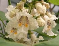 Surmia Catalpa odstrasza komary MIODODAJNA