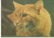 KOT KRÓTKOWŁOSY PRĘGOWATY -RUDY