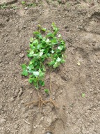 Brzoza brodawkowata 100 cm - 150 cm. Pakiet 10 sztuk