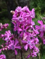 Firletka smółka - nasiona 300szt ***