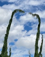 FENOMENALNY Cyprysik nutkajski 'Van den Akker' STRZAŁA DO NIEBA duże okazy