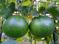 Tykwa Suziball Nowość! Nasiona. Wysyłka z Dostawą 2 - 6 dni!