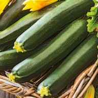 Nasiona cukinii Benex Black Beauty 5 g