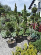 Rośliny formowane szczepione na pniu bonsai