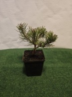 Kosodrzewina 'Mughus' (Pinus mugo 'Mughus')