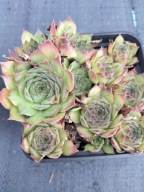 Rojnik 224 BELTRAN stonowana zieleń