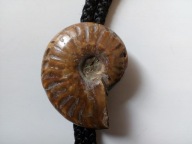 BLO 243 KRAWAT BOLO KAMIEŃ AMONIT