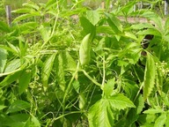 Cyklantera pedata Caigua nasiona 10 szt *** 0,5gram